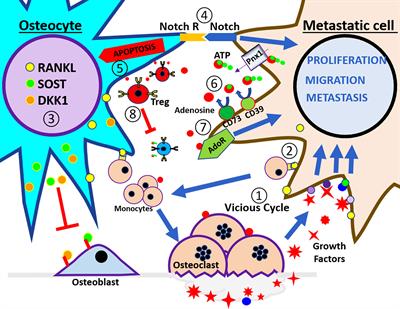 Osteocytes and Bone Metastasis